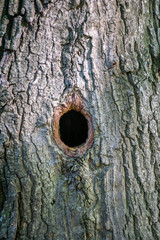 In the hollow of a tree a bird has made a nest.