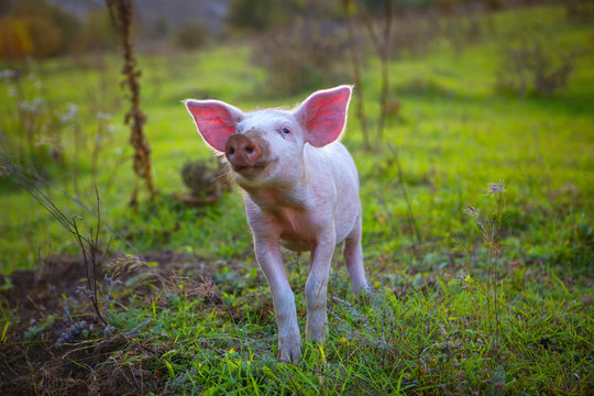 image of happy pig on green meadow 