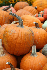 Display of pumpkins in hot house environment in Singapore