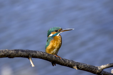 Kingfisher (Alcedo atthis)