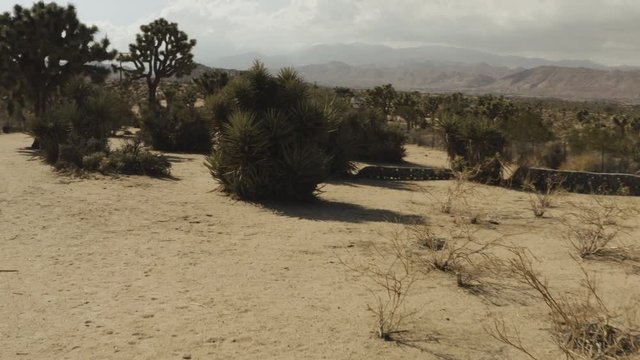Steadicam shot walking through the Joshua trees in the desert.