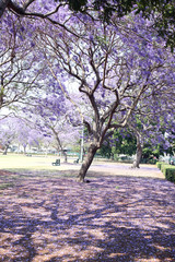 Beautiful Jacaranda trees in New Farm Park, Queensland, Australia