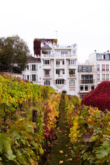Naklejka premium Charming building with vineyard view in Montmartre Paris