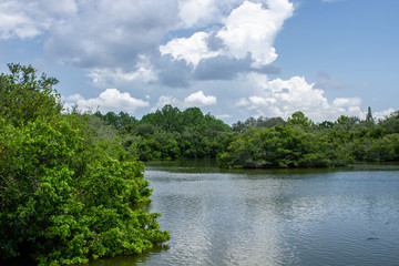 Fototapeta premium landscape with river and trees