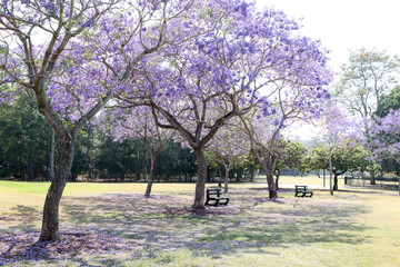 Beautiful Jacaranda trees in New Farm Park, Queensland, Australia