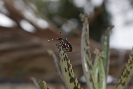 Percevejo  Nezara viridula em folha de planta