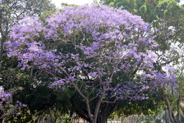 Beautiful Jacaranda trees in New Farm Park, Queensland, Australia