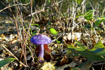 Cortinarius Iodes, Purple Spotted Mushroom Growing Naturally In Oak Forest