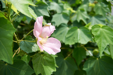 Obraz premium 葉に囲まれる芙蓉の花