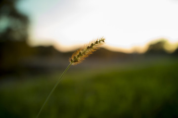 Macro Wheat And Grasses Illuminated By Warm Sunlight