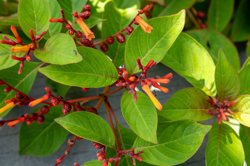 leaves of tree
