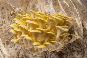 Oyster mushrooms - Pleurotus cornucopiae growing on a sack with straw © Vera Kuttelvaserova