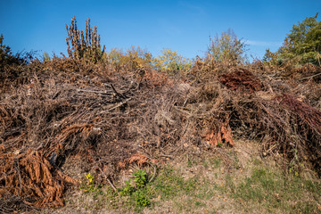 Baum und Grünschnitt Deponie