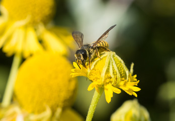 A Leaf-cutter Bee (Megachile) collection nectar and pollen on a yellow Sneezeweed (Helenium) flower