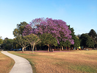 Beautiful Jacaranda trees in New Farm Park, Queensland, Australia