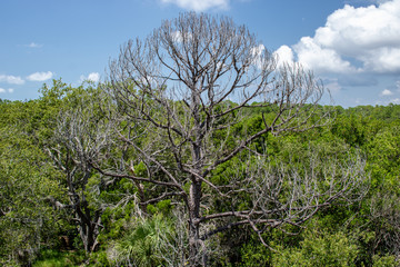 tree and blue sky