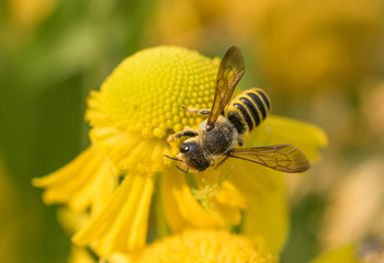 A Leaf-cutter Bee (Megachile) collection nectar and pollen on a yellow Sneezeweed (Helenium) flower