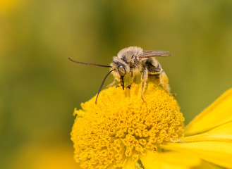 male Long-horned Bee (Melissodes) feeding on a yellow Helen's flower (Helenium autumnale)