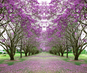 Beautiful Jacaranda trees in New Farm Park, Queensland, Australia