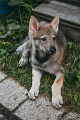 little wolf