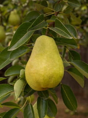 a ripe Bartlett pear hanging on a tree in an orchard, surrounded by leaves