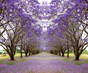 Fototapeta premium Beautiful Jacaranda trees in New Farm Park, Queensland, Australia