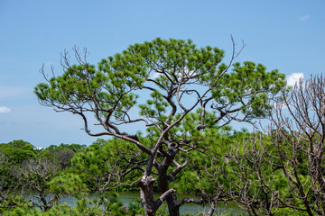 tree and blue sky