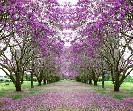 Beautiful Jacaranda trees in New Farm Park, Queensland, Australia
