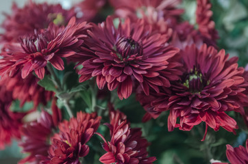 Mulltilobe chrysanthemums blooming in the fall in a park.