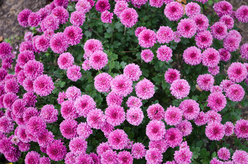 Mulltilobe pink chrysanthemums blooming in the fall in a park.