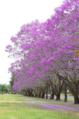 Fototapeta na wymiar Beautiful Jacaranda trees in New Farm Park, Queensland, Australia