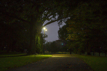Lights Illuminate The Colored Foliage Of Tree In Autumn