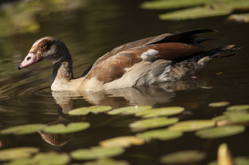 Obraz premium duck on water1