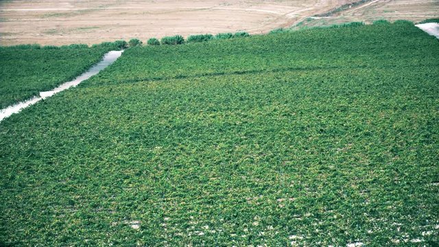 Aerial shot of vineyard in Andalusia, Spain