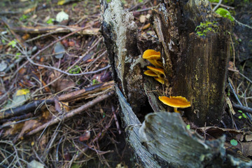 Naklejka na ściany i meble Honey Mushrooms Grow Hidden In Hull Of Tree Stump