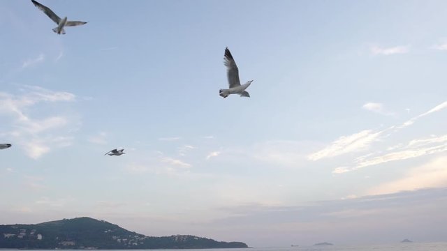 Slow Motion seagulls flying over the sea in sunset in Istanbul Islands