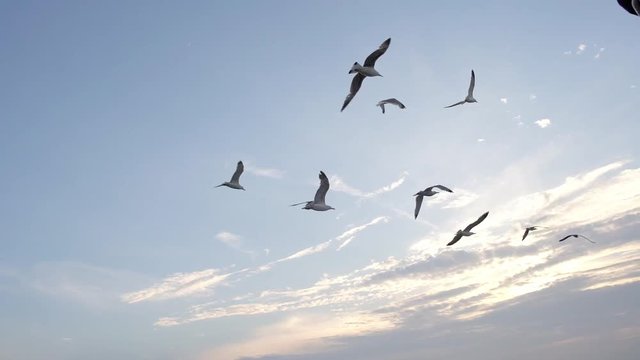 Slow Motion seagulls flying over the sea in sunset in Istanbul Islands