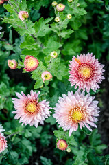 Mulltilobe pink chrysanthemums blooming in the fall in a park.