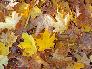 Naklejka na ściany i meble Autumn background, fallen maple leaves. Top view