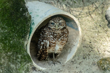 Burrowing owl
