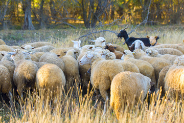 Sheep and goats graze on green grass in spring	