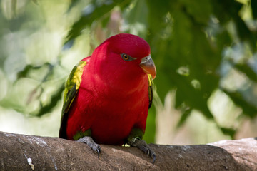 chattering lory