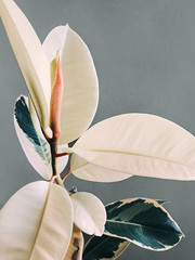 Flower with large leaves Close up photo Ficus with lush foliage and two-tone leaves against gray background