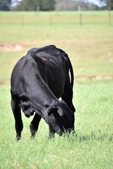 black angus cow eating grass