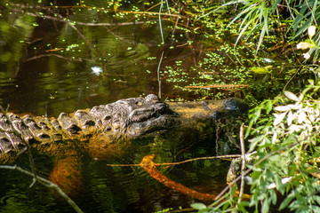 American alligator
