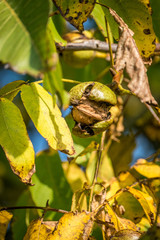 Reife Walnüsse am Baum