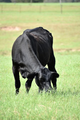 black angus cow eating grass