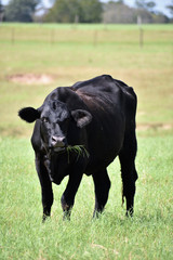 black angus cow eating grass