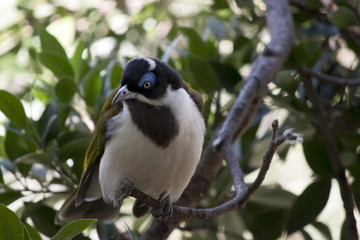 black chinned honeyeater