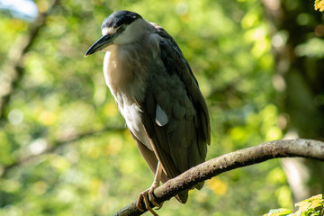 Fototapeta premium Black crowned night heron